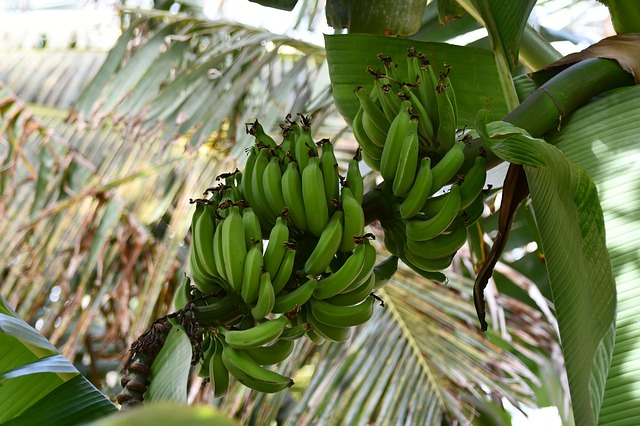 cybresecurity and banana plant